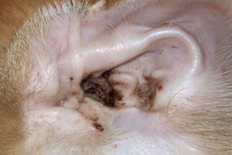 Tratamentul parazitului urechii - Raia Auriculara La Pisici: Tot ce trebue sa stii - Blog MobileVet