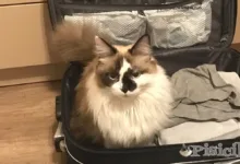 Wie lange können wir die Katze alleine zu Hause lassen? Fährst du in den Urlaub?