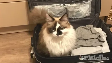 Как долго мы можем оставить кошку одну дома? Вы собираетесь в отпуск?