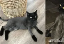 Gato rapado en casa