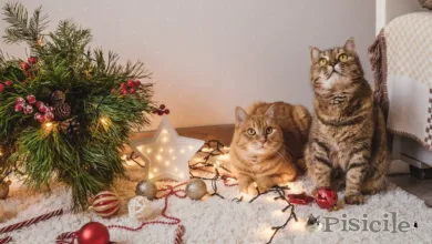 Kaķu Ziemassvētku eglīte