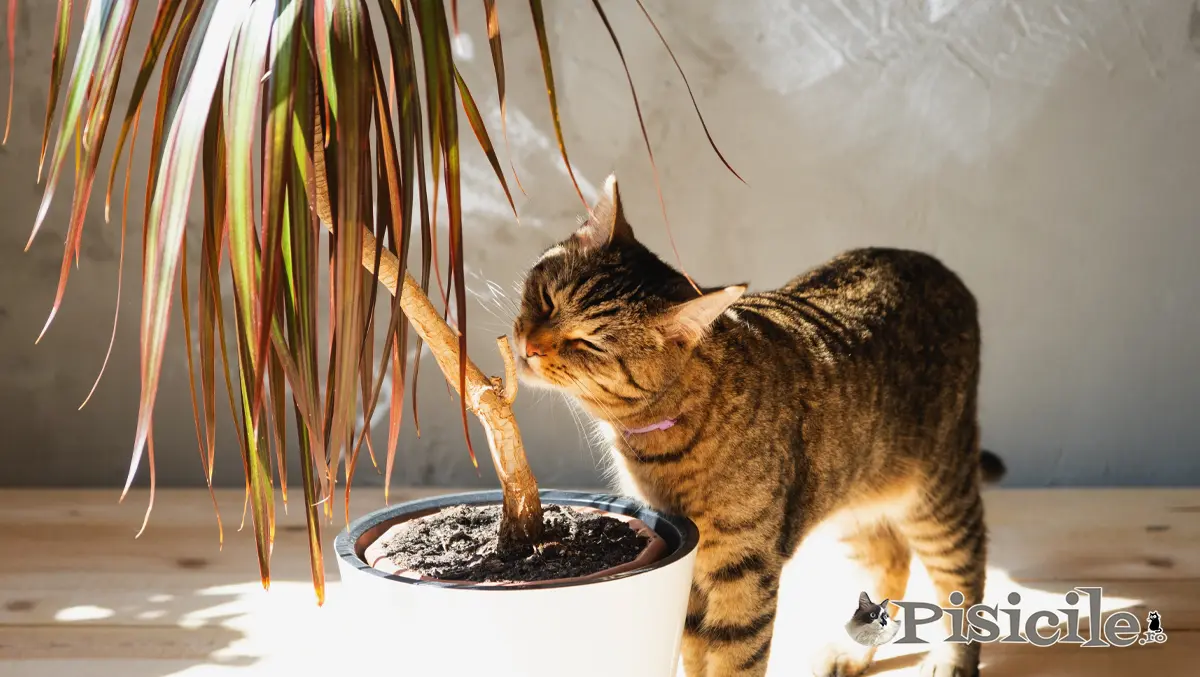 Chat et plantes - Dracena