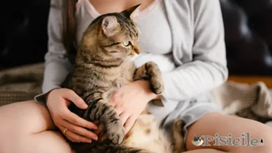 امرأة حامل مع قطة