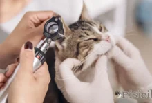 Kissan korvaeläinlääkäri