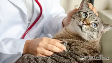 Gato no controle do veterinário