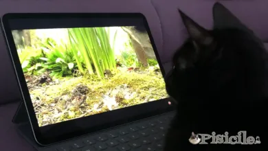 Mačka na iPadu