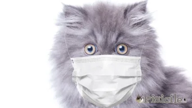 gatto con maschere per proteggersi dal coronavirus