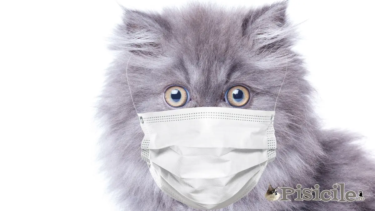 Katze mit Masken zum Schutz vor dem Coronavirus