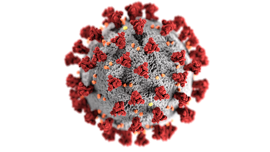 Coronavirus la Pisici - Cat este de periculos si cum poate fi