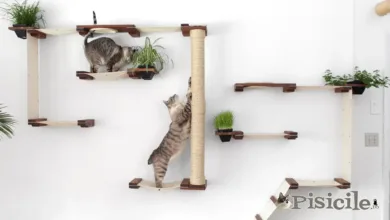 Cats' favorite toys