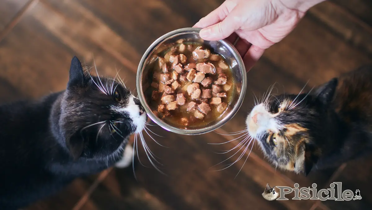 chat qui mange