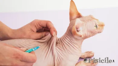 gato vacunado en el veterinario