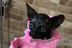 De ce tremura pisica - Cauze si Remedii - PISICILE.RO