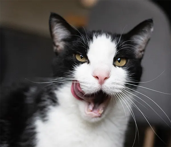 Por que ocorre hipersalivação em gatos - Salivação excessiva