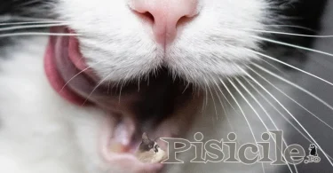 Prečo sa u mačiek vyskytuje hypersalivácia? - Nadmerné slinenie