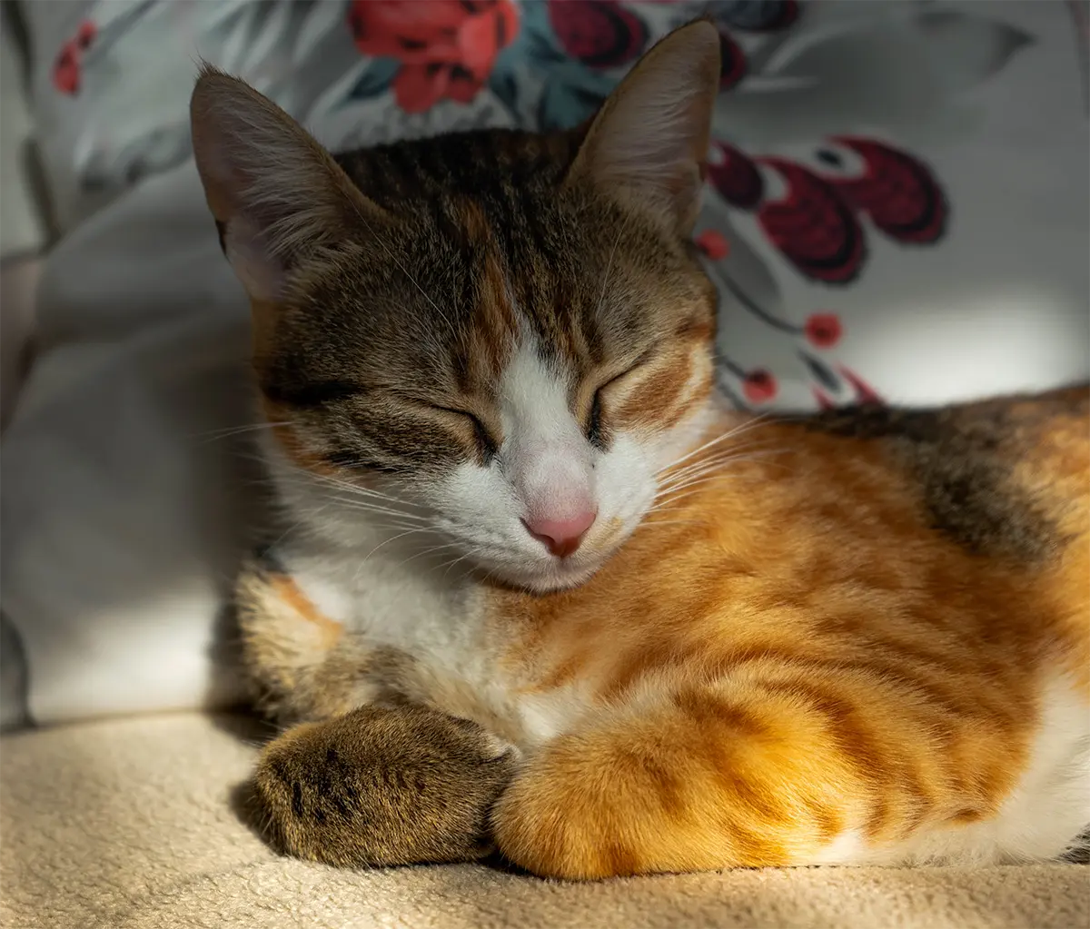 Knipperen van de ogen bij de kat