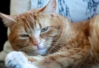 Blinkande ögon i katten