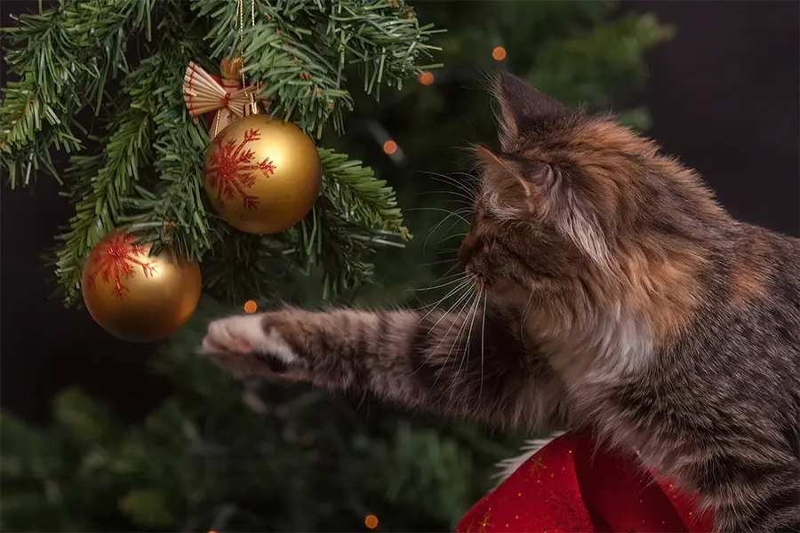 Pisica și Bradul de Crăciun - Metode de supraviețuire (pentru brad)