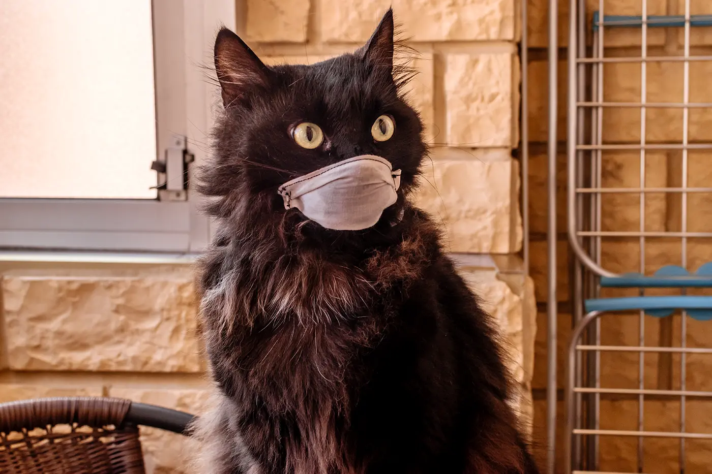 Coronavirus in Cats - كيفية منع إصابة قطتك بالمرض