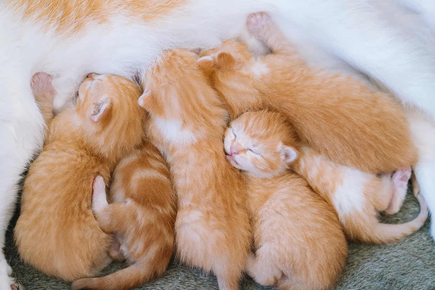 Raskauden merkit kissoilla ja kuinka voimme auttaa kissaamme raskauden ja synnytyksen aikana