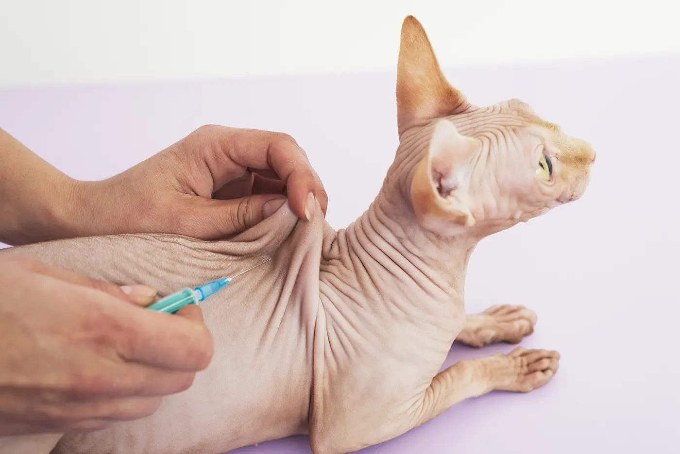 Beneficiile și cât de importantă este vaccinarea pisicilor