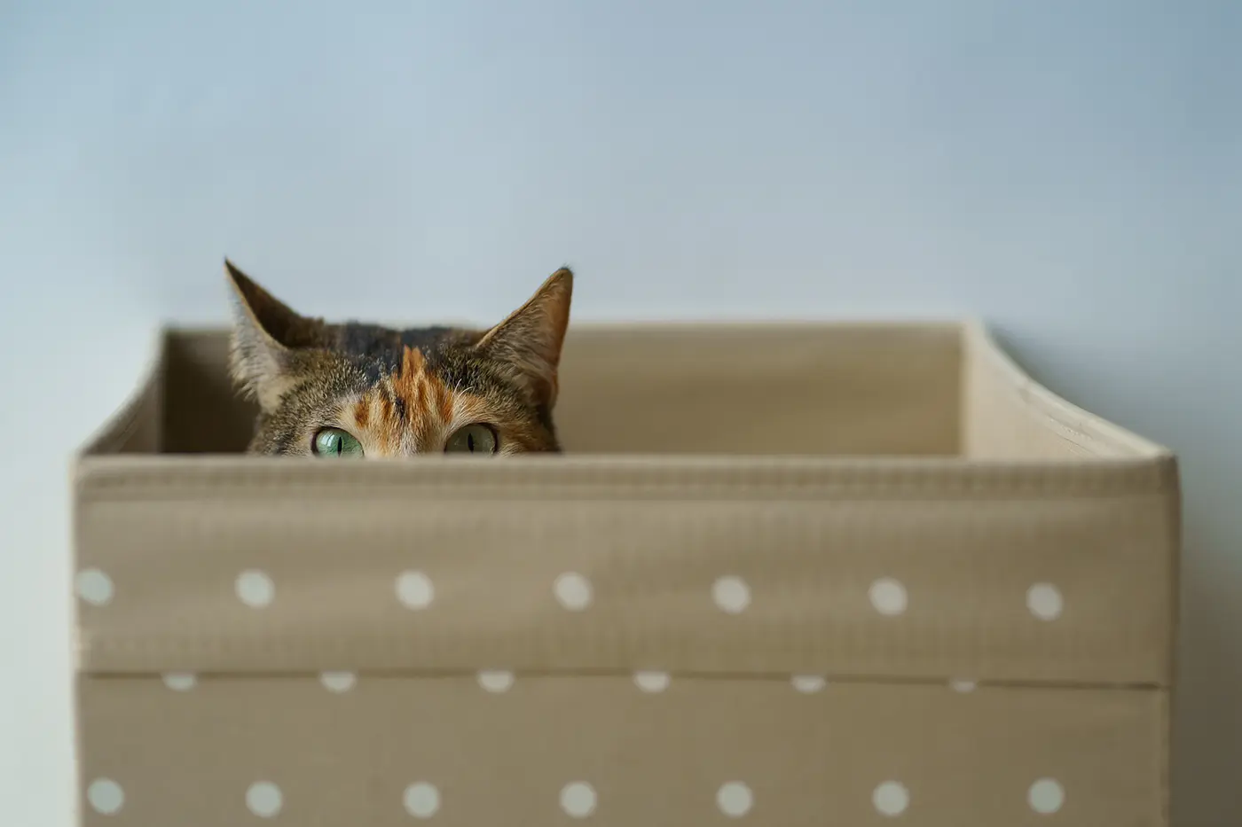 Hvorfor katte gemmer sig, og hvad er deres foretrukne gemmesteder