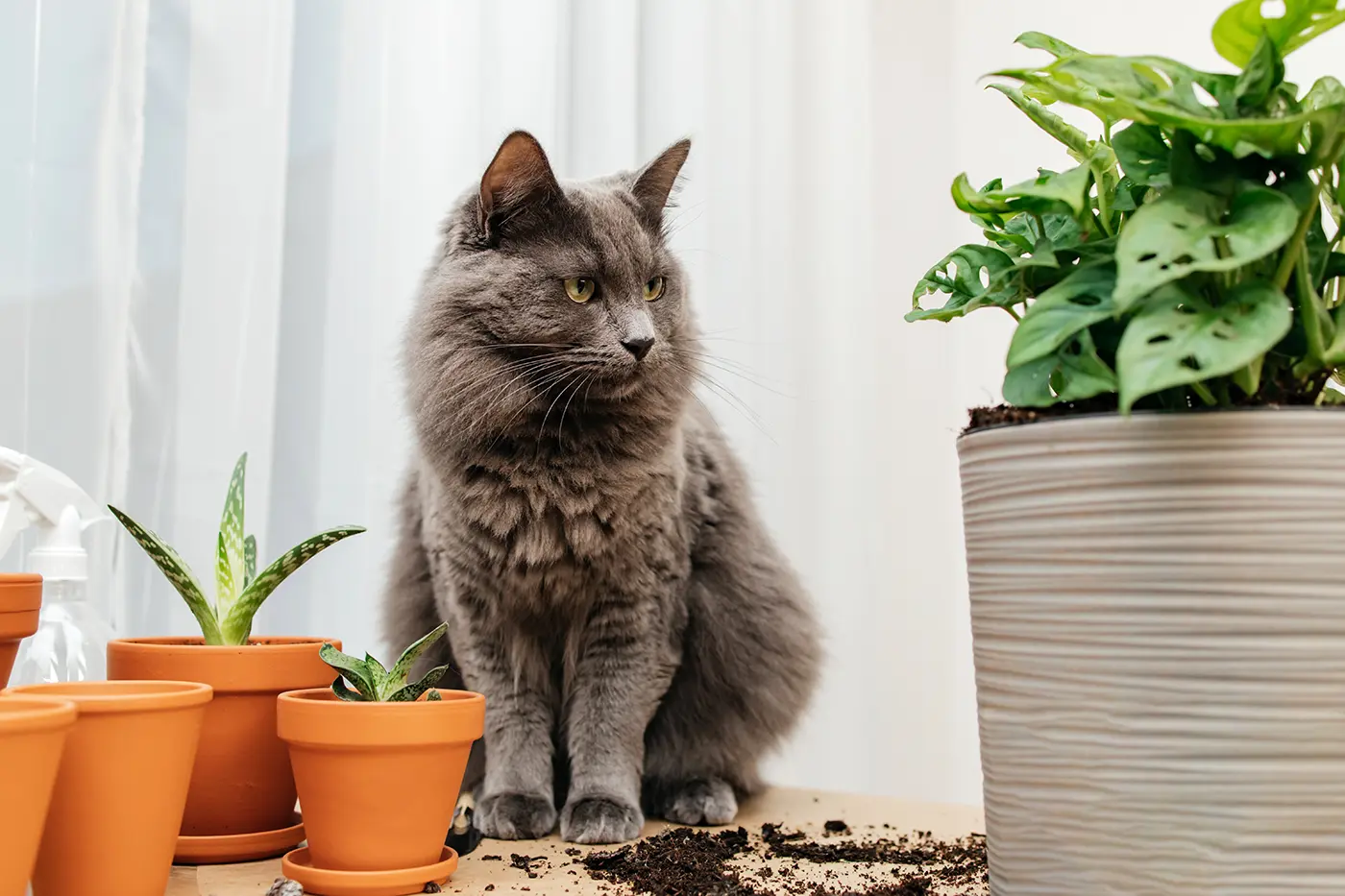 Hvad er giftige (giftige) og ikke-giftige planter for katte?