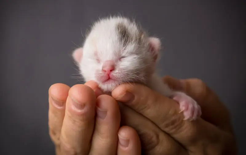 How do you care for baby kittens left alone (orphans) without a cat?