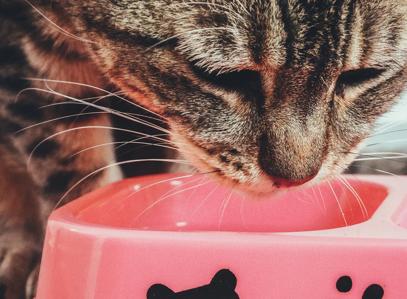 Ar katės gali valgyti šunų maistą? Žr. rekomendacijas.