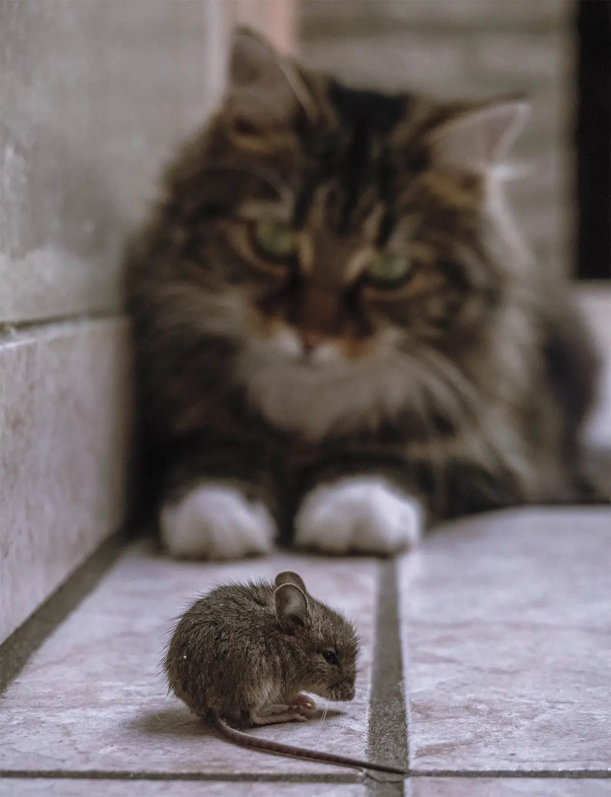 Kodėl katės savo šeimininkams neša peles ir žaislus?
