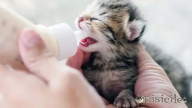 Nutrire i gattini orfani