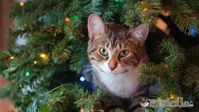 Mačka z božičnim drevesom