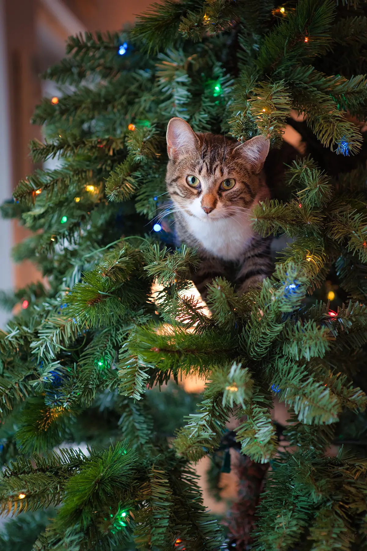 如何讓貓遠離聖誕樹？