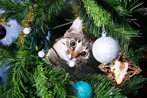 قطة في شجرة عيد الميلاد