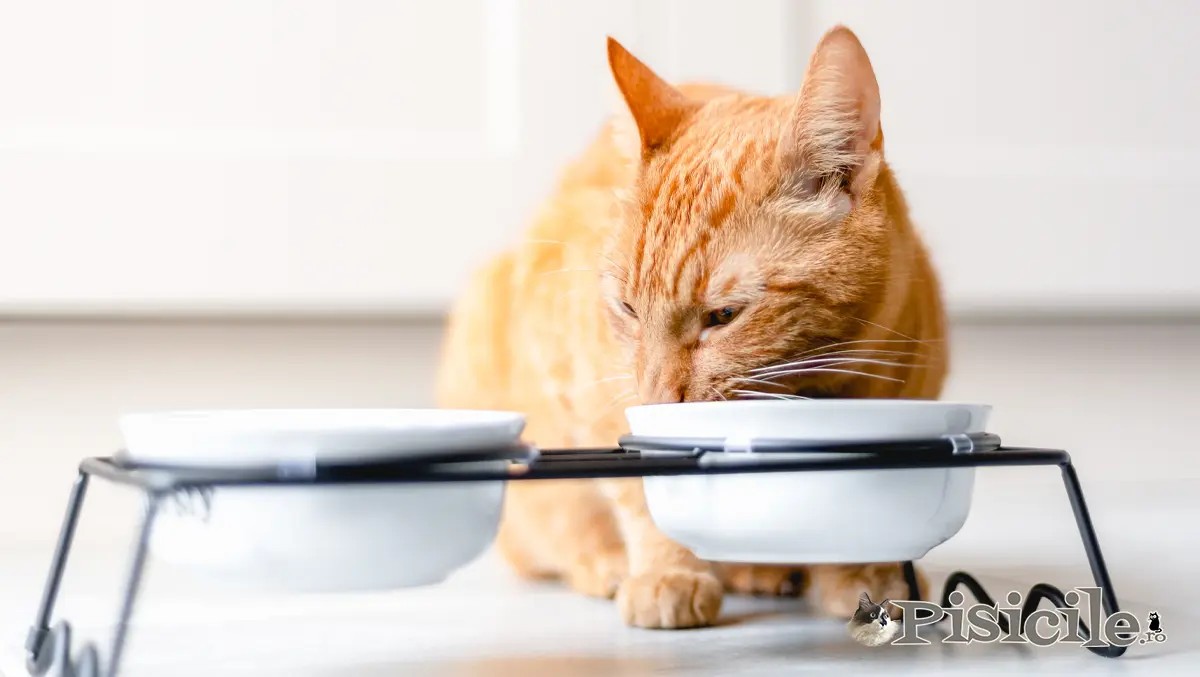 Котката яде ли без да дъвче? Причини и решения