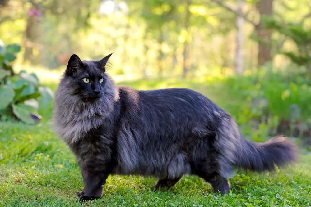 Gato del bosque de Noruega