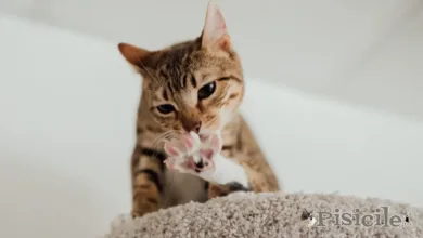 Varför biter katten klorna eller drar tänderna i klorna