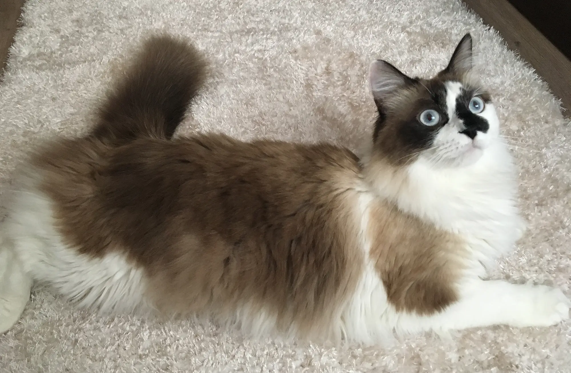 Puff (16.03.2016 - 02.01.2019) – Ragdoll Cat metis