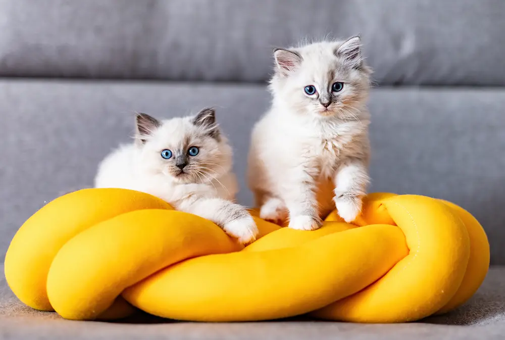 Ragdoll Kittens