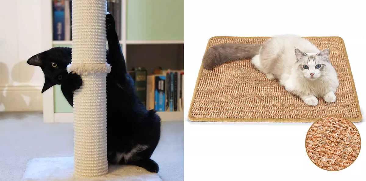 Le chat gratte-t-il le canapé et les meubles ? Voici ce que vous devez faire