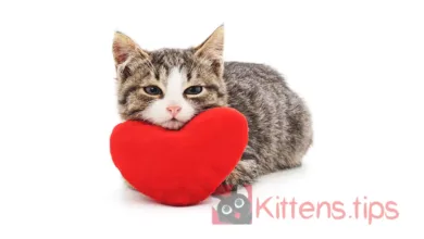 Heart diseases of cats