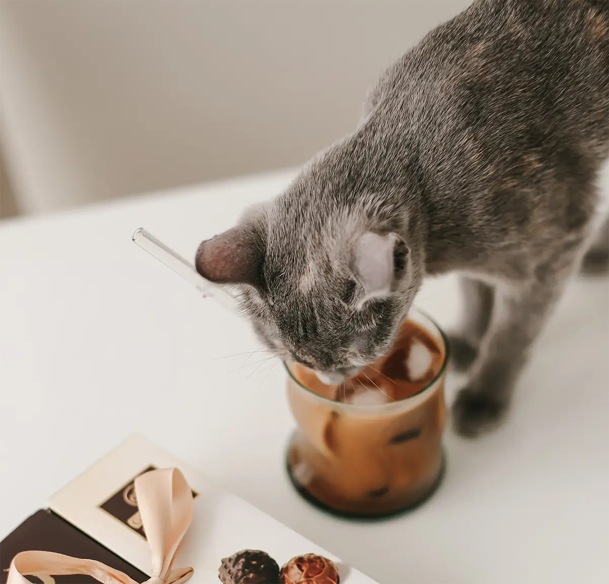 Какви човешки храни са токсични за котките? 