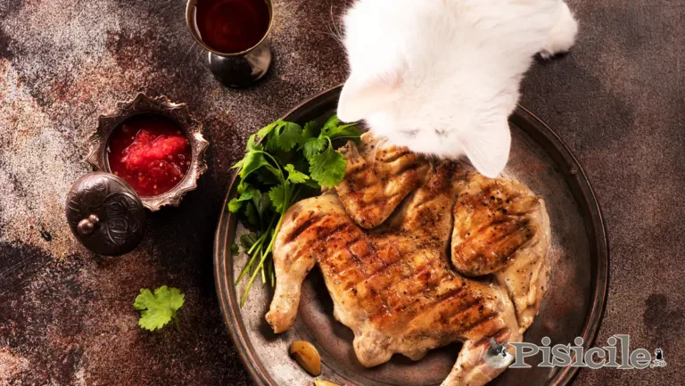 Welke menselijke voedingsmiddelen zijn giftig voor katten?