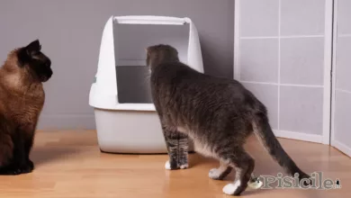 Kedi çöp kutusunun dışına idrarını yapıyor