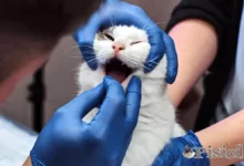 猫の歯周病 - 歯周炎
