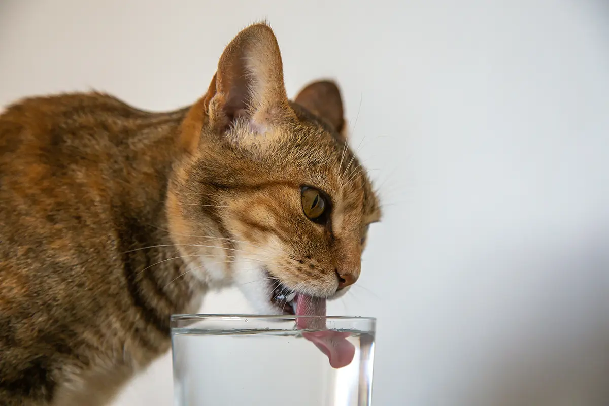 De ce au pisicile limba aspră și la ce le ajută?