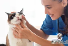 Gingivitída u mačiek. Príčiny, symptómy a liečba