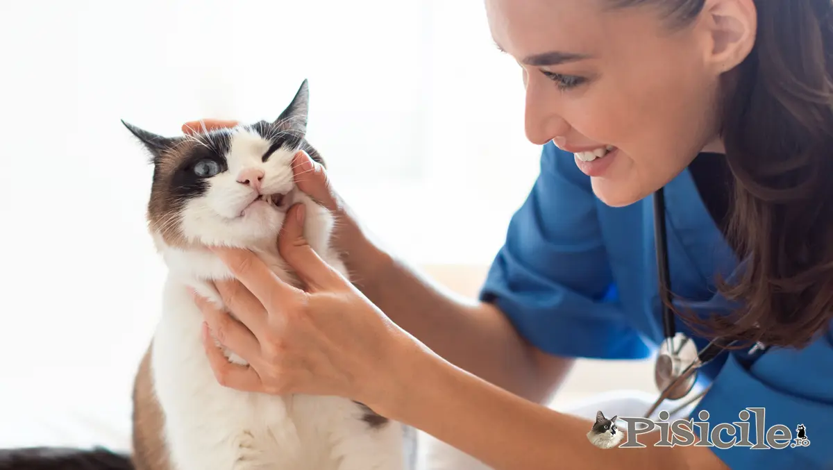 猫の歯肉炎。原因、症状、治療法