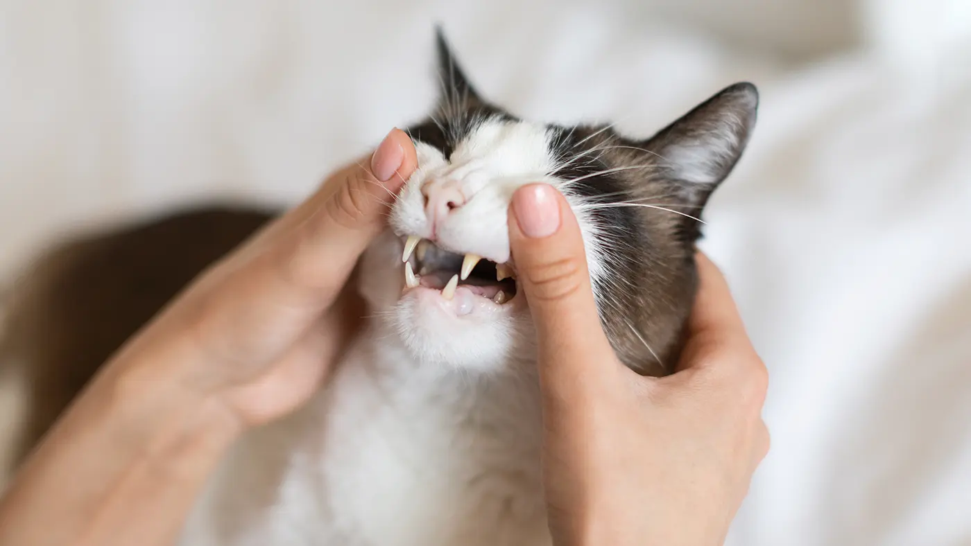 Gingivita la pisici. Cauze, Simptome și Tratament