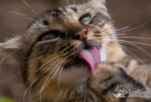 Почему у кошек грубый язык и что им это помогает?